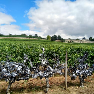 vineyard and vines from artist