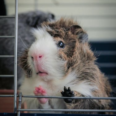 formule standard pour l'entretien des cages moyennes avec rats, cochon d'inde, lapins, octodon