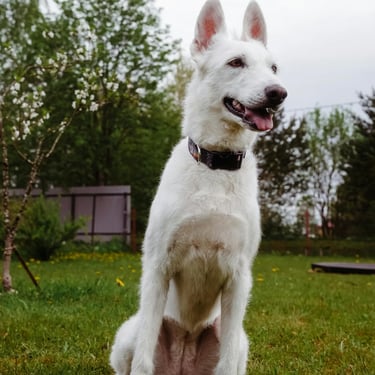 Beau chien blanc assis dans un jardin nettoyé par LVSC