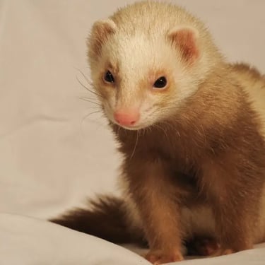 avis client furet sur la formule volière dans les Yvelines idf