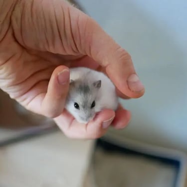 avis sur le service de nettoyage par un client hamster