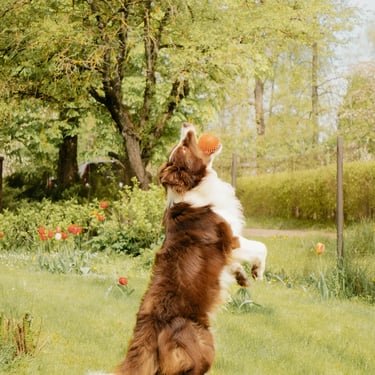 Chien qui joue a la balle après le passage du technicien LVSC.