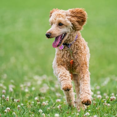 Carte Nettoyage initial – première remise à niveau du jardin avant abonnement
