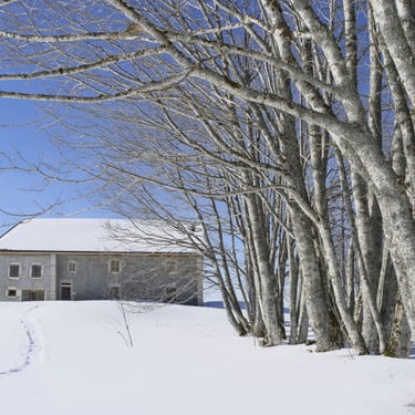  Hêtres ou ne pas… (La Pesse)