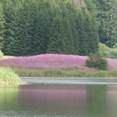 Lac de l'Embouteilleux Jura 39