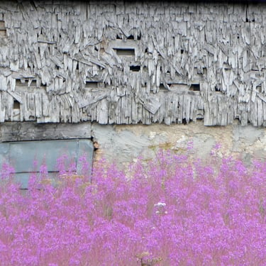 Tavaillons épilobes Jura 39