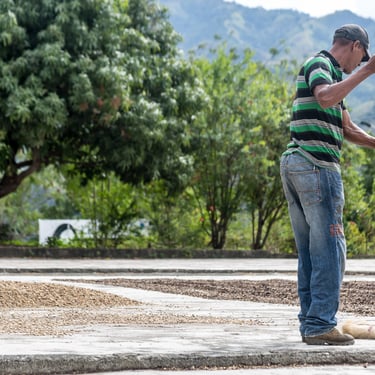 Dominican coffee farmer drying beans under the sun, traditional processing method in the Dominican Republic mountains