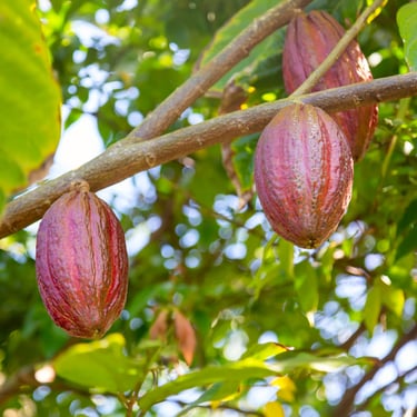 Cacao pods on a tree in the Dominican Republic, source of Dominican chocolate and cacao production.