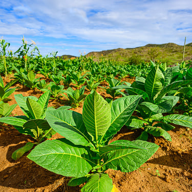 Tobacco plants in the Cibao Valley, Dominican Republic, used to produce premium Dominican cigars