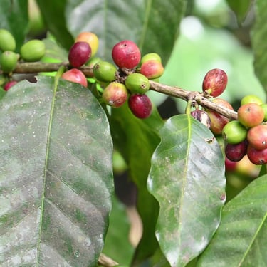 Dominican coffee cherries growing on a branch, showing ripe red and green beans used for premium Caribbean coffee production