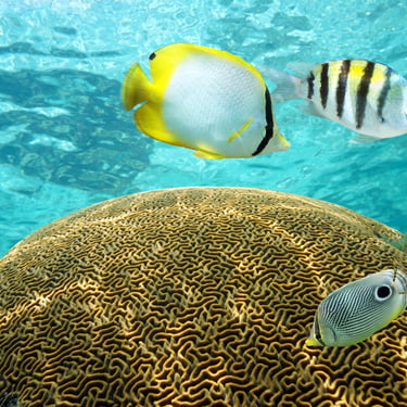 Colorful tropical fish swimming over brain coral while snorkeling at Catalina Island.