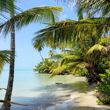 Secluded palm-lined beach with turquoise water in Miches, Dominican Republic