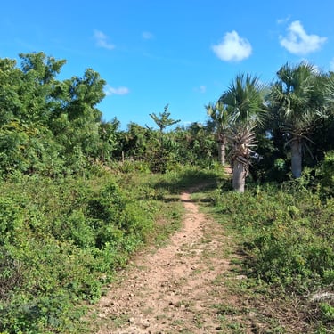 Path through tropical vegetation leading to Hoyo Azulito near Boca de Yuma in the Dominican Republic