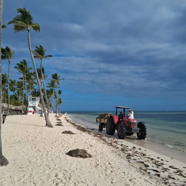 Tractor cleaning sargassum from a beach in the Dominican Republic