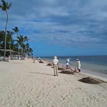 Resort staff cleaning sargassum from a beach in the Dominican Republic