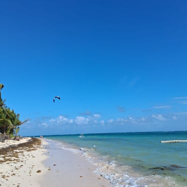 Seaweed on Punta Cana beach with clear water and blue sky in the Dominican Republic