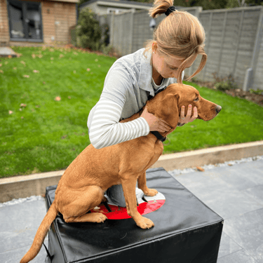 Mollie Mack - Animal Chiropractor with a canine patient