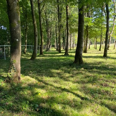 Balade dans le bois du domaine de l'Olympe