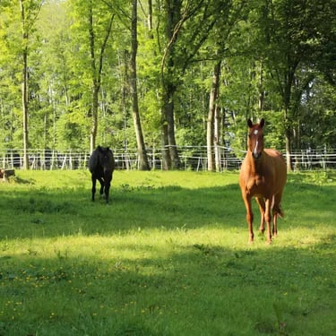 Pature des chevaux