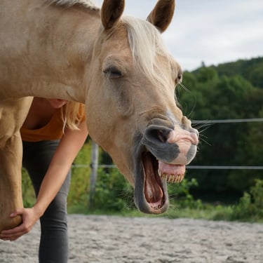 Pferdetherapie, Entspannungszeichen Pferd, relax Pferd
