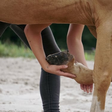 Pferdetherapie, Pferdeosteopathie Eifel, Entspannungszeichen Pferd, relax Pferd