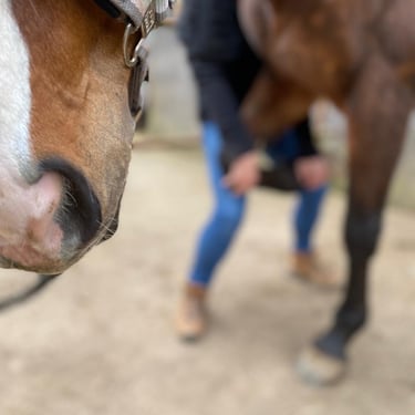 Pferdetherapie, Pferdeosteopathie Eifel, Entspannungszeichen Pferd, relax Pferd