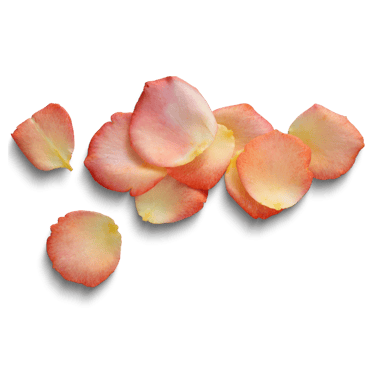 a bunch of rainbow-colored rose petals 