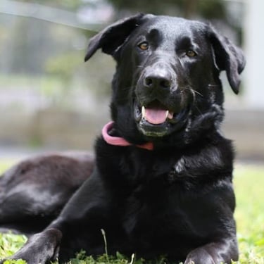 Luna, GSD x Lab potrait in drop command