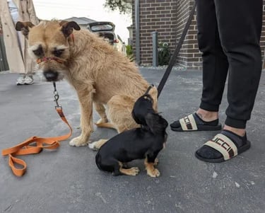 Puppy with dog training