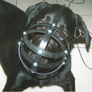 Luna, German Shepherd, Lab cross with muzzle on