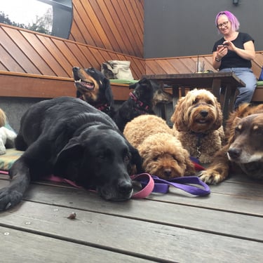 Dogs at cafe in drop with owners