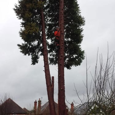Tree surgery and pruning in County Durham by Sharp Hedges