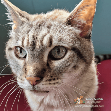 Leon is a striking tabby with light cascading down on them while Julia's Pet Pals cat sits in Waltham, MA