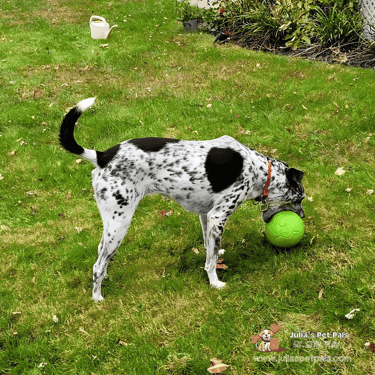 Dalmatian playing with a green ball outside while being sat byJulia's Pet Pals in Massachusetts