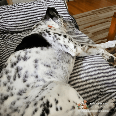 Piper the Dalmatian taking a nap while Julia's Pet Pals dog sits in Massachusetts