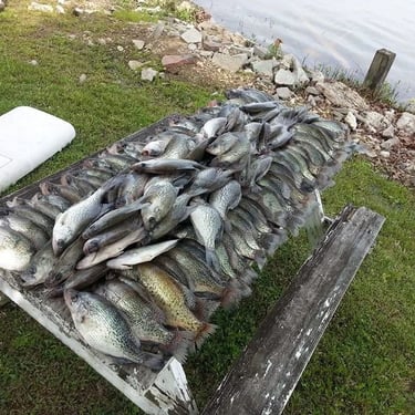 crappie fish on table