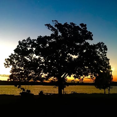 Oaktree at sunrise