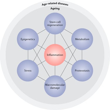 Inflammation and aging