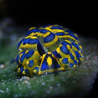 Nudibranquio sueco galería