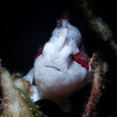 Pez rana payaso blanco y rojo