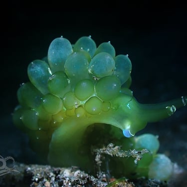 Nudibranquio verde uva