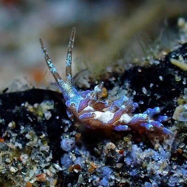 Nudibranquio lila galería