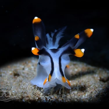 Nudibranquio blanco naranja galería