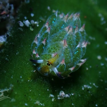 Nudibranquio verde rojo galería