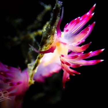 Nudibranquio rosa y blanco galería