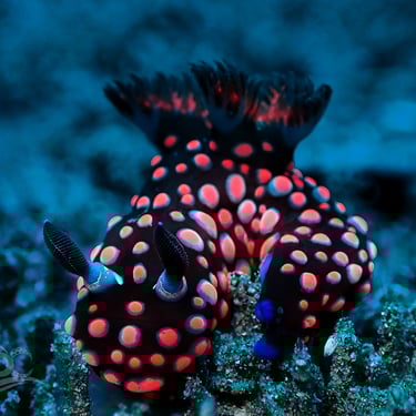 Nudibranquio negro y rosa