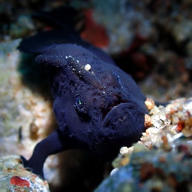 Pez rana negro galería