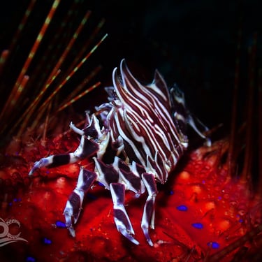 cangrejo zebra galería