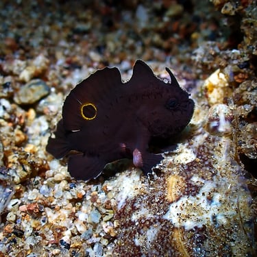 Pez rana ocelado juvenil negro