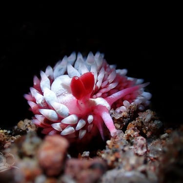 Nudibranquio rojo y blanco galería
